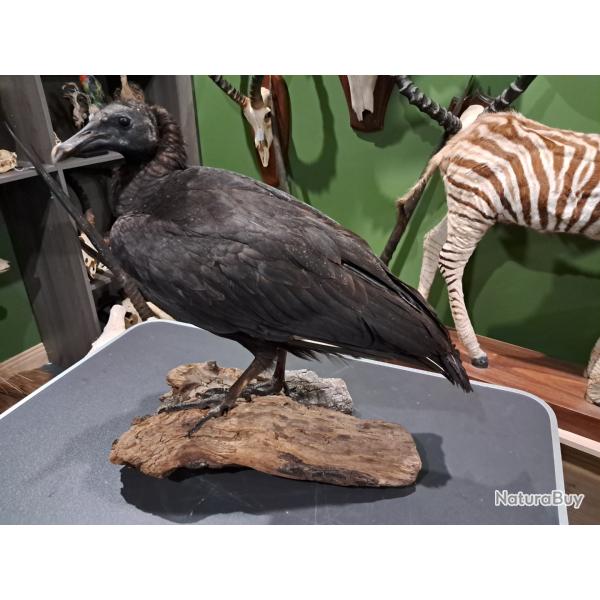 Taxidermie de Vautour urubu noir (Coragyps atratus)