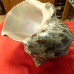 TRES BEAU ET TRES ORIGINAL COQUILLAGE EXOTIQUE POUR UNE JOLIE  DECO VITRINE OU MAISON OU COLLECTION