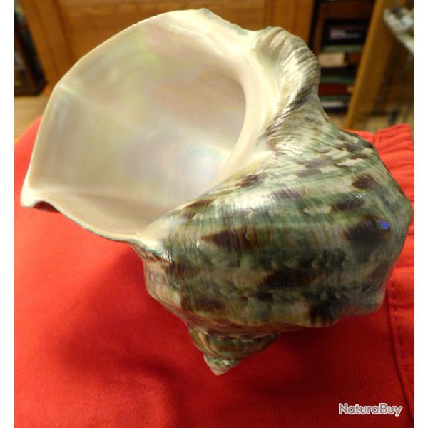 TRES BEAU ET TRES ORIGINAL COQUILLAGE EXOTIQUE POUR UNE JOLIE  DECO VITRINE OU MAISON OU COLLECTION