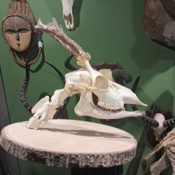 Montage ost&eacute;ologique d'un cr&acirc;ne de chevreuil avec section de vert&egrave;bres cervicales