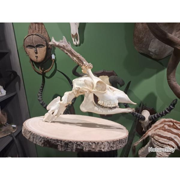 Montage ost�ologique d'un cr�ne de chevreuil avec section de vert�bres cervicales