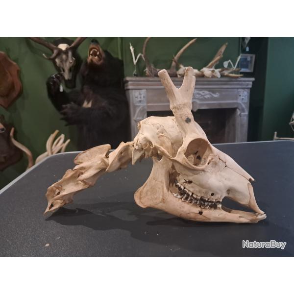 Cr�ne de chevreuil avec section de vert�bres cervicales #0602(4)