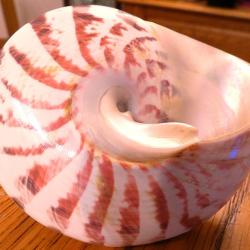 SUPER ET TRES BEAU COQUILLAGE EXOTIQUE POINTU - TAILLE ET DECAPE POUR MONTRER LA NACRE DU DESSOUS