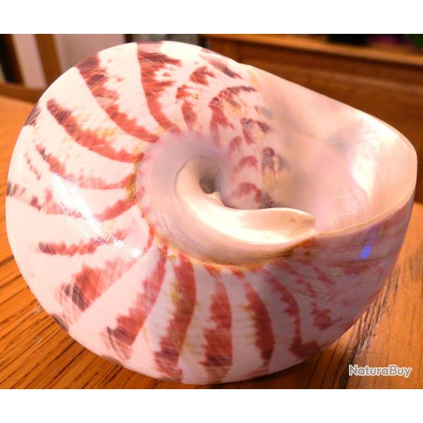 SUPER ET TRES BEAU COQUILLAGE EXOTIQUE POINTU - TAILLE ET DECAPE POUR MONTRER LA NACRE DU DESSOUS