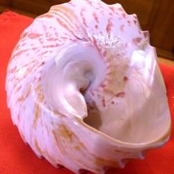 T-BEAU COQUILLAGE EXOTIQUE POINTU - TAILLE ET DECAPE PAR L'HOMME DE FACON A VOIR LA NACRE DU DESSOUS