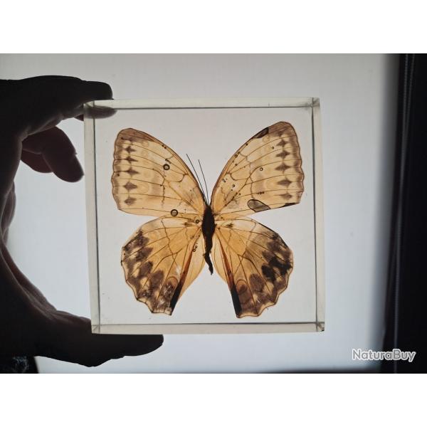 Papillon en r�sine #1912(3)