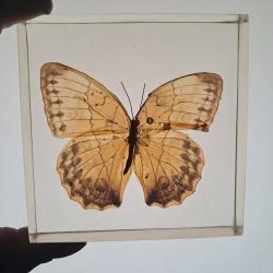 Papillon en r&eacute;sine #1912(31)