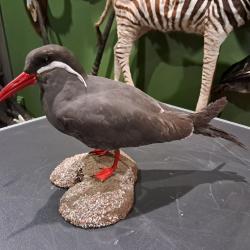 Taxidermie de Sterne inca (Larosterna inca)