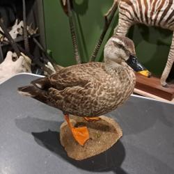 Taxidermie de Canard &agrave; bec tachet&eacute; (Anas poecilorhyncha)
