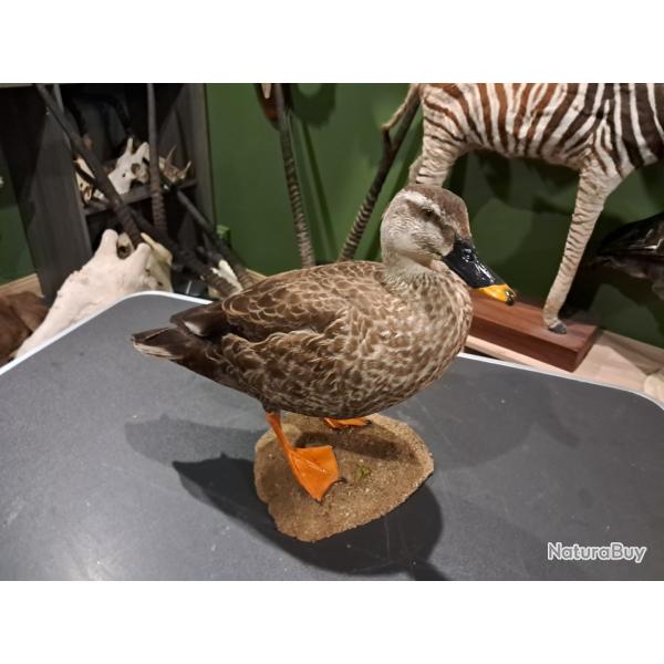 Taxidermie de Canard � bec tachet� (Anas poecilorhyncha)