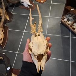 Cr&acirc;ne de chevreuil t&ecirc;te bizarde #23128