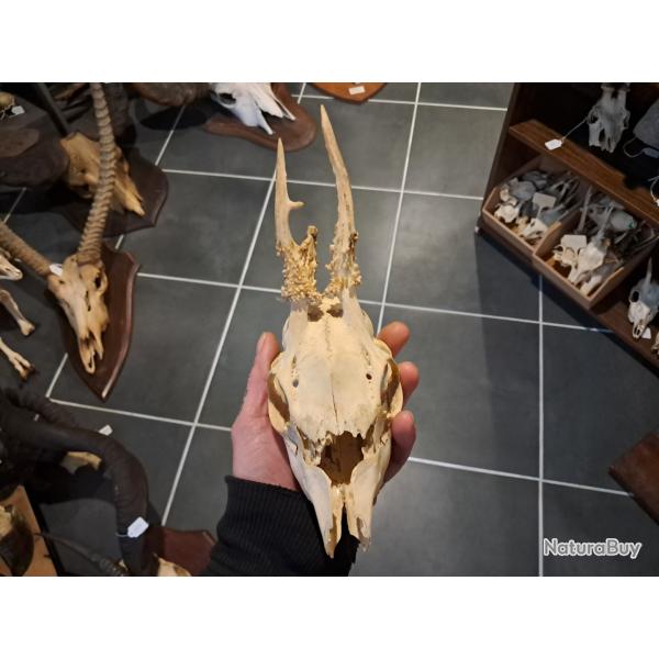 Cr�ne de chevreuil t�te bizarde #23128