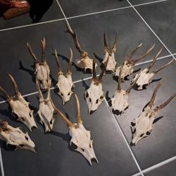 Massacre de chevreuil (prix pour un massacre) #231212E