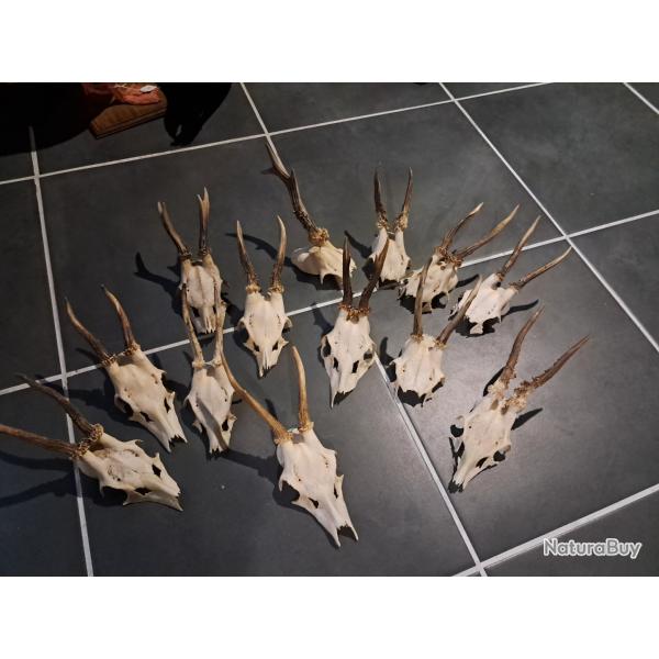 Massacre de chevreuil (prix pour un massacre) #231212E