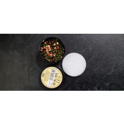 Amorces Poudre noire RWS 1075 plus.  Boite de 250 pi&egrave;ces