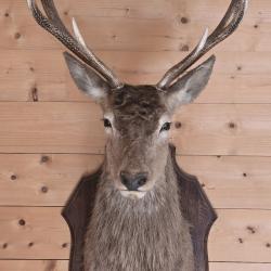 Magnifique t&ecirc;te de cerf 12 cors