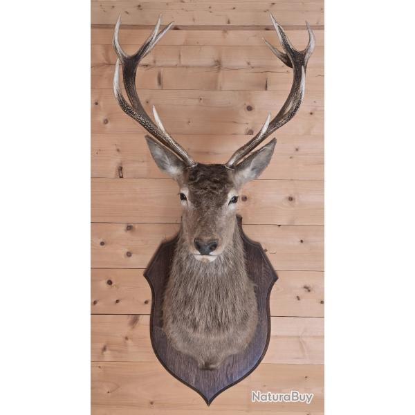 Magnifique t�te de cerf 12 cors