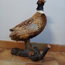 Faisan naturalis&eacute;