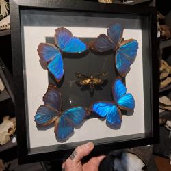 Papillons Morpho didius  et Acherontia atropos sous cadre vitrine
