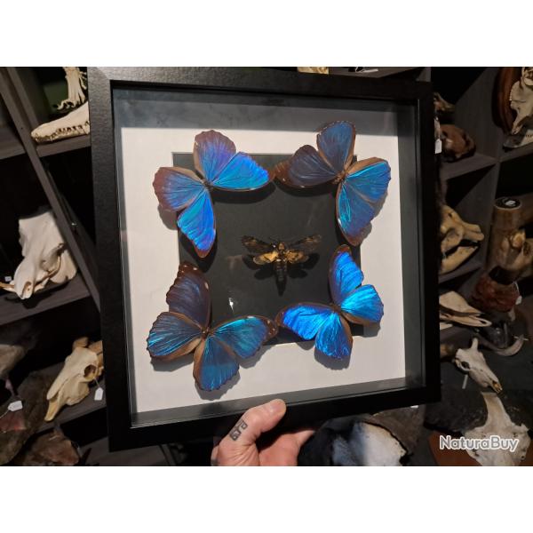 Papillons Morpho didius  et Acherontia atropos sous cadre vitrine