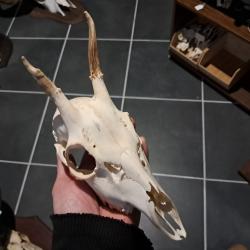 Cr&acirc;ne de chevreuil #23126