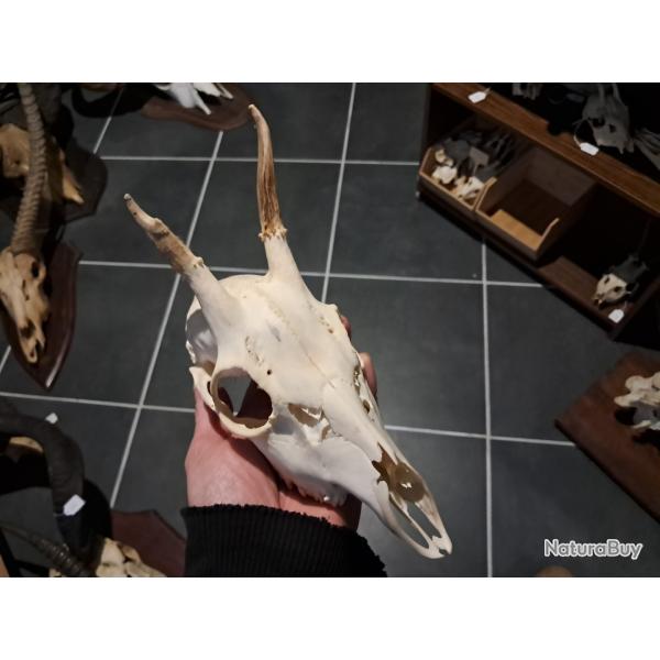 Cr�ne de chevreuil #23126