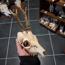 Cr&acirc;ne de chevreuil #23127