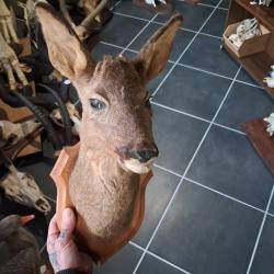 Taxidermie de chevreuil ; Capreolus capreolus #1012