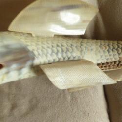 GRAND POISSON SCULPTE EN CORNE DE VACHE MAGNIFIQUE