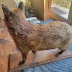 Renard naturalis&eacute;