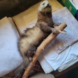 Fouine naturalis&eacute;e