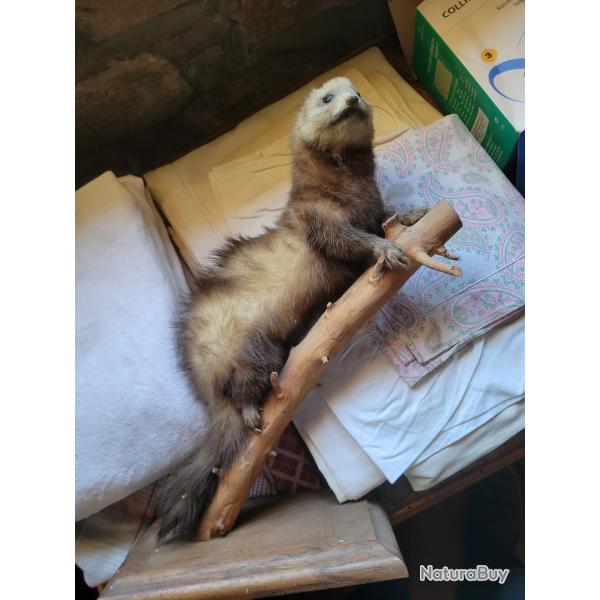 Fouine naturalis�e