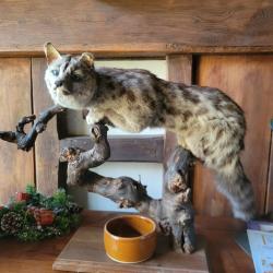 Genette naturalis&eacute;