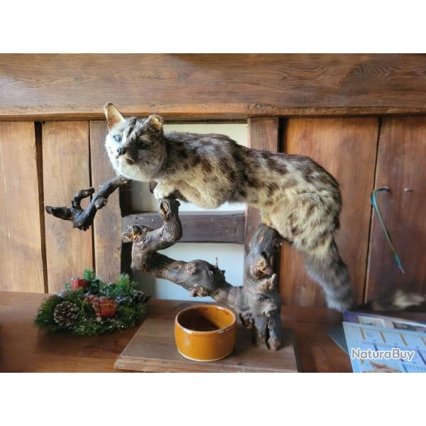 Genette naturalis�