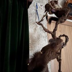 Lots d'animaux empaill&eacute;e