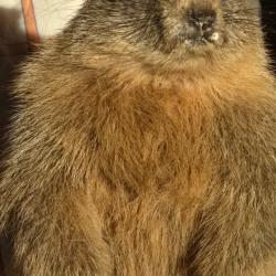 marmotte naturalis&eacute;e