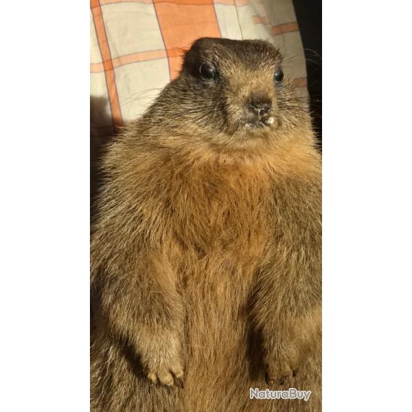 marmotte naturalis�e