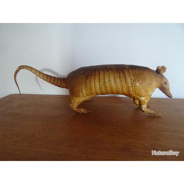 Ancien tatou empaill�