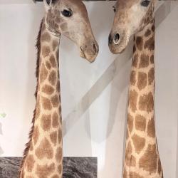 Taxidermie couple de girafe empaill&eacute;.