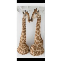 Taxidermie couple de girafe empaill&eacute;.