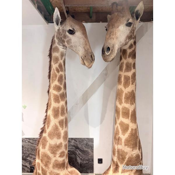 Taxidermie couple de girafe empaill�.