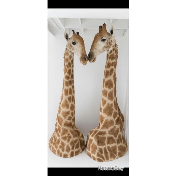 Taxidermie couple de girafe empaill�.