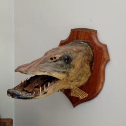 TETE DE BROCHET 14 KG