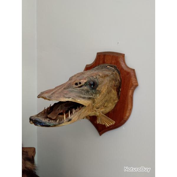 TETE DE BROCHET 14 KG