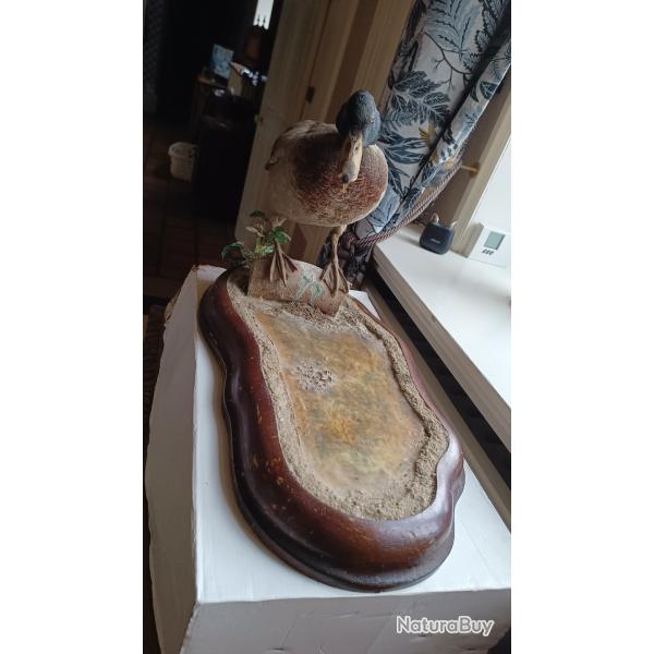 canard colvert naturalis�