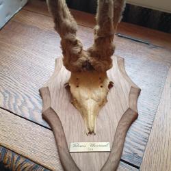troph&eacute;e de chevreuil bois velours