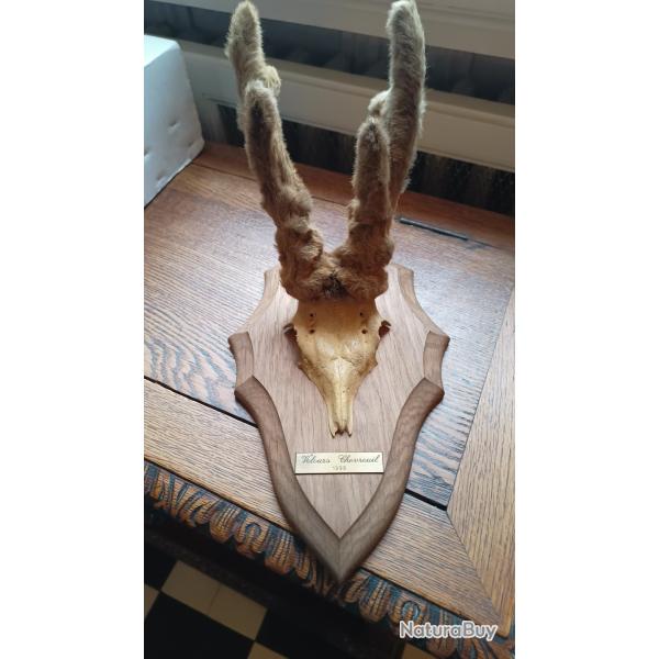 troph�e de chevreuil bois velours