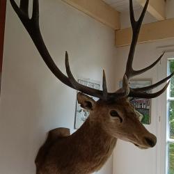Troph&eacute;e de  cerf