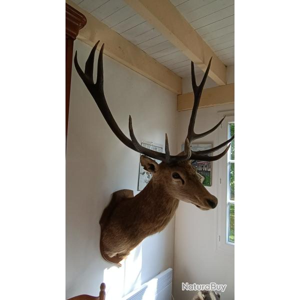 Troph�e de  cerf