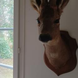 t&ecirc;te de chevreuil bois velours